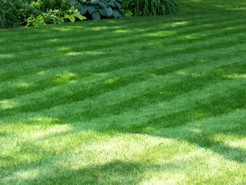 Green lawn bordered by a planting bed
