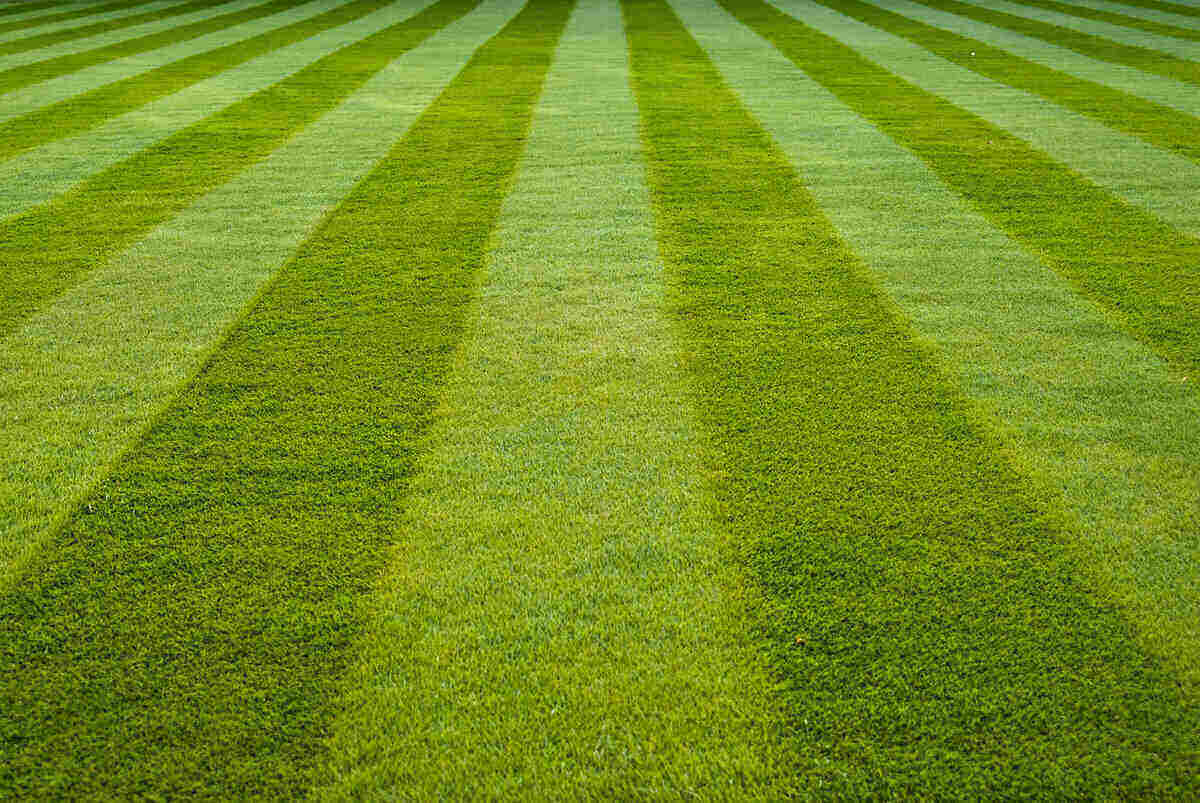 Green lawn with alternating mowing stripes