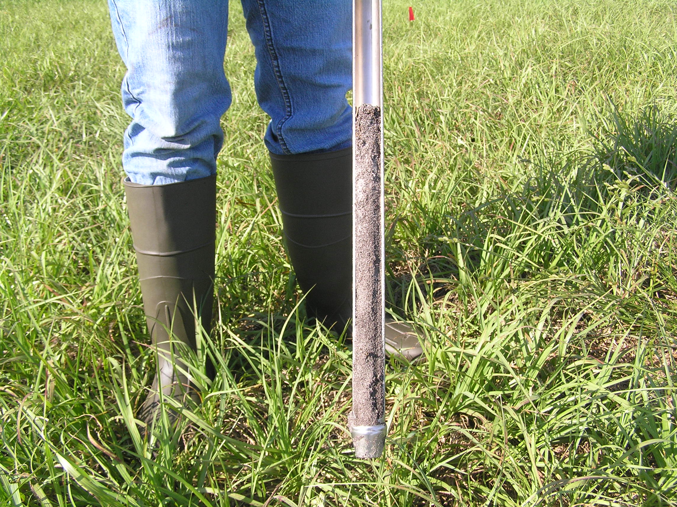 Soil core collected with a sampling probe in a lawn