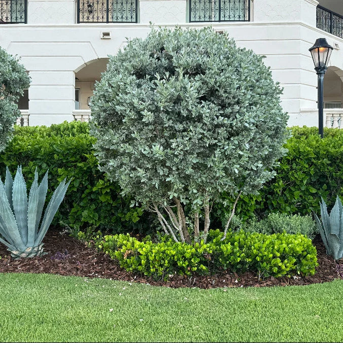 Pruned ornamental tree surrounded by hedges and a mulched planting bed